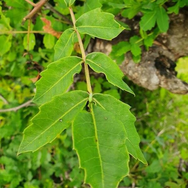 Sclerocarya birrea Feuille