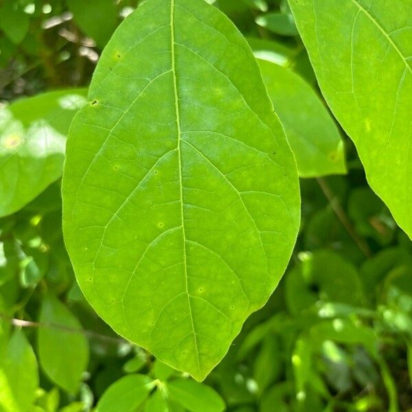 Lindera benzoin Leaf