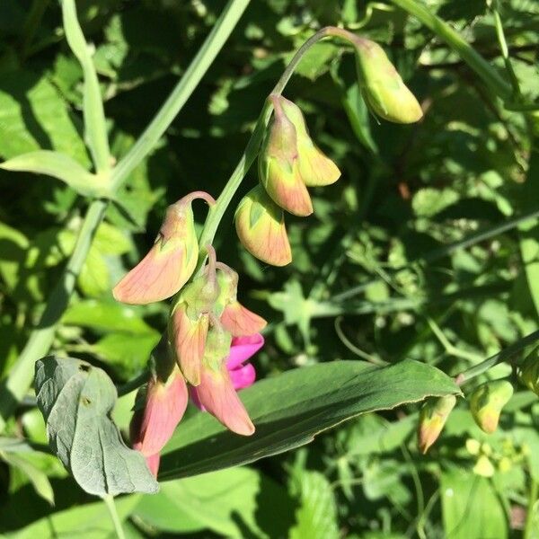 Lathyrus latifolius 花