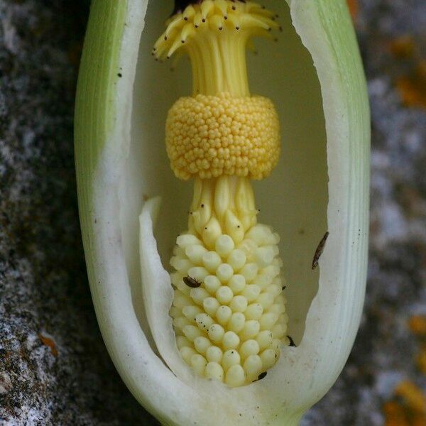 Arum pictum Kvet