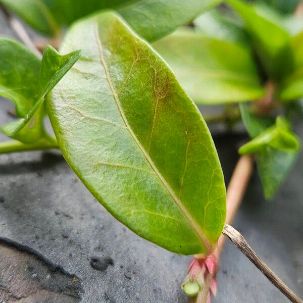 Vinca minor Blad