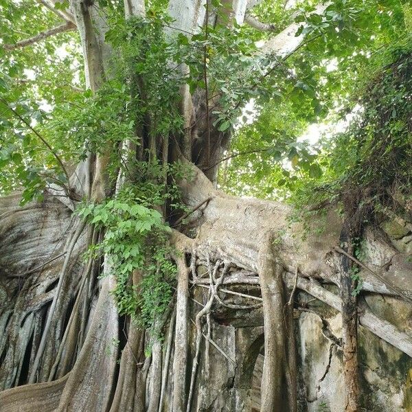 Ficus religiosa Corteza