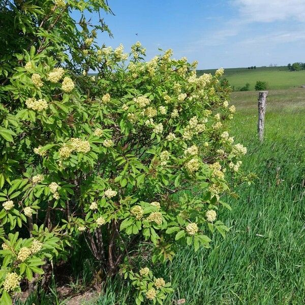 Sambucus racemosa Habitus