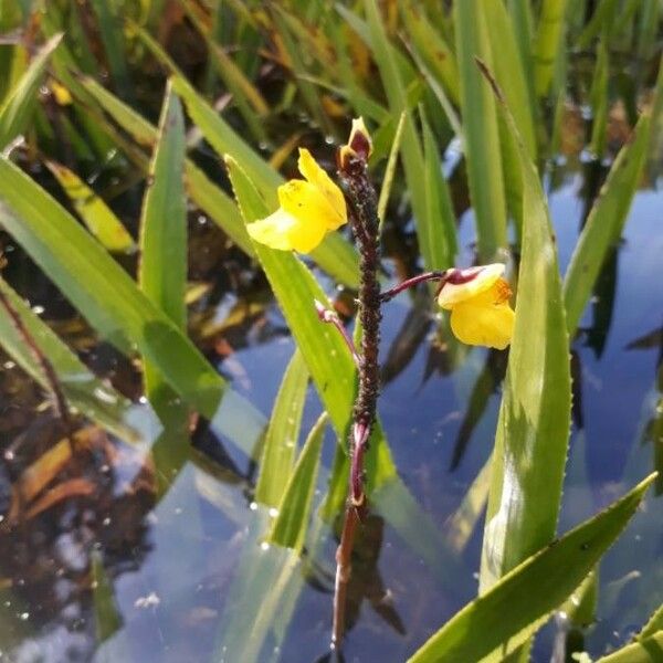 Utricularia vulgaris Kvet