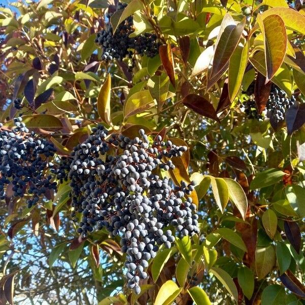 Ligustrum lucidum Plod