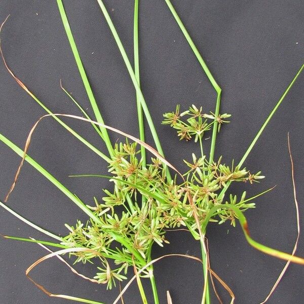 Cyperus ochraceus Diğer