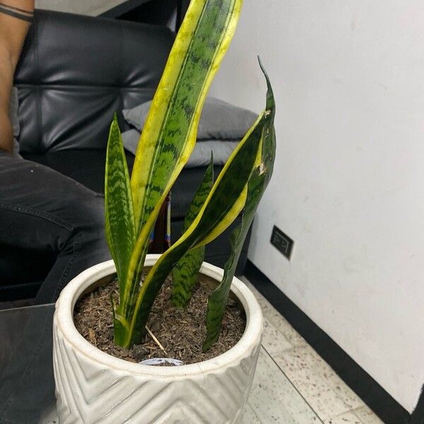 Dracaena trifasciata Fuelha