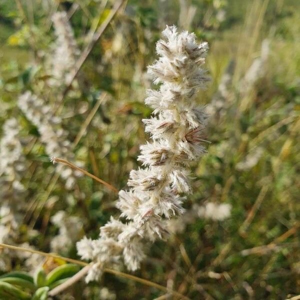 Sericocomopsis hildebrandtii Blomma