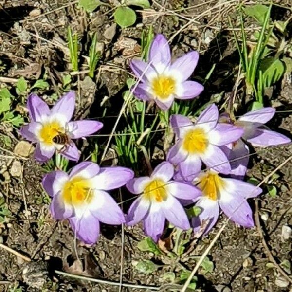 Crocus versicolor 花