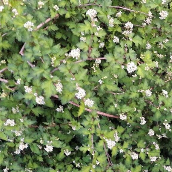 Stephanandra incisa Flower