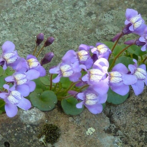 Cymbalaria pallida Flower