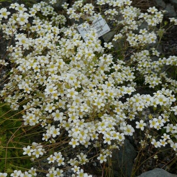 Saxifraga rosacea Кветка