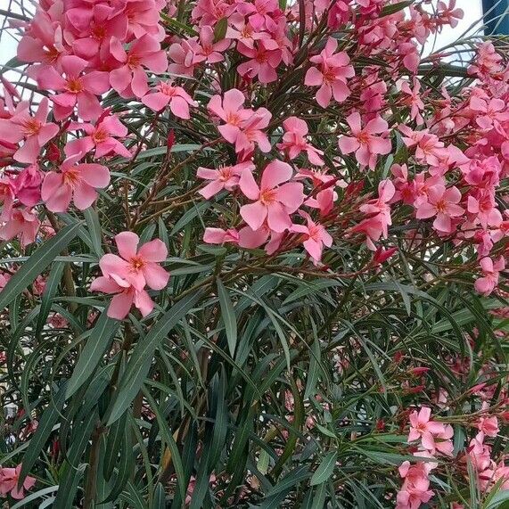 Nerium oleander आदत