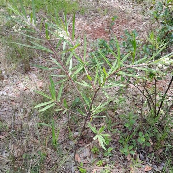 Gomphocarpus fruticosus অভ্যাস