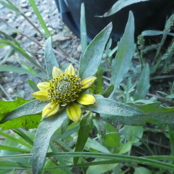 Bidens cernua Blomma