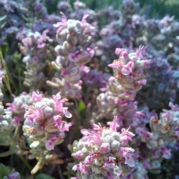 Teucrium gnaphalodes Blomma