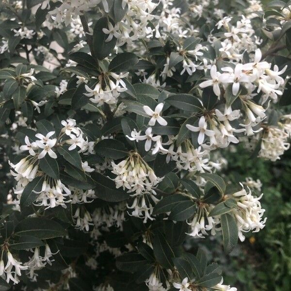 Osmanthus × burkwoodii Çiçek