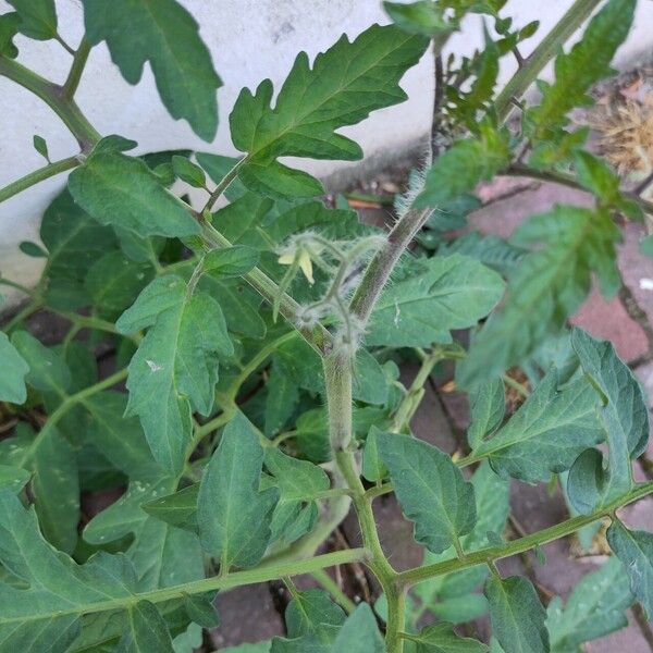 Solanum lycopersicum Leaf