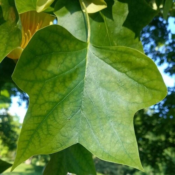 Liriodendron tulipifera পাতা