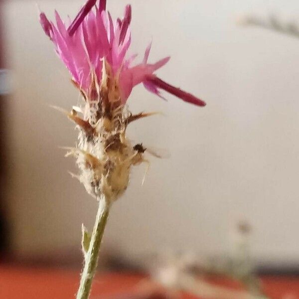 Centaurea virgata Flower