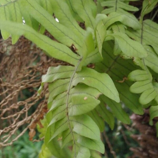 Polypodium virginianum Leaf