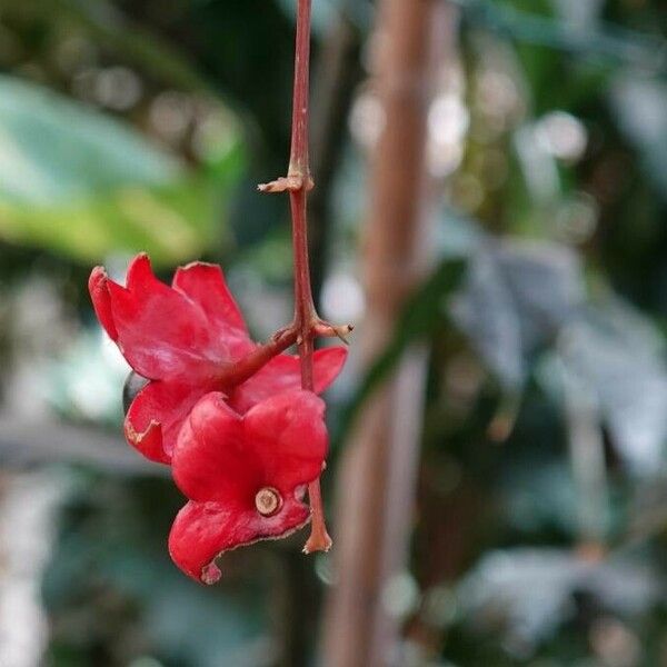 Clerodendrum thomsoniae 花