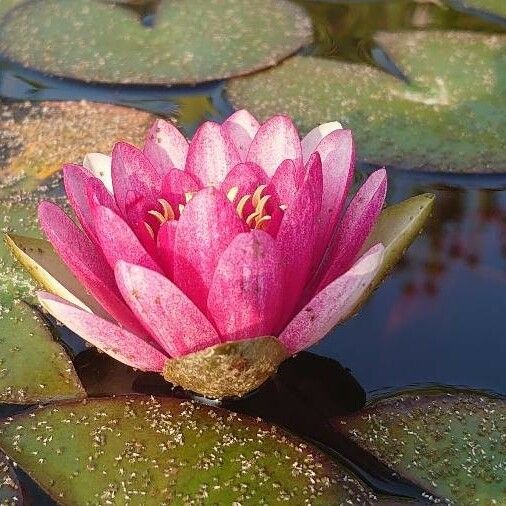 Nymphaea candida Λουλούδι