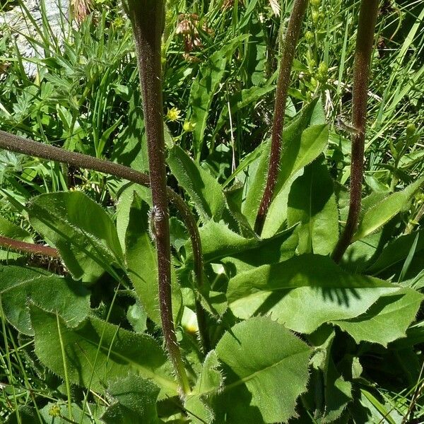 Hypochaeris uniflora Lehti