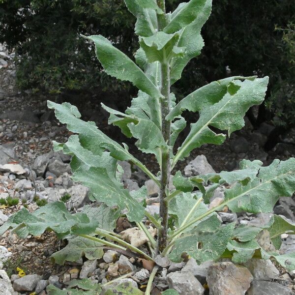 Verbascum boerhavii Folio