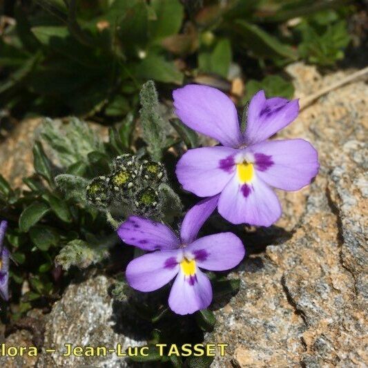 Viola cenisia Plante entière