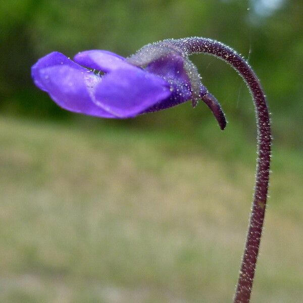 Pinguicula vulgaris 花