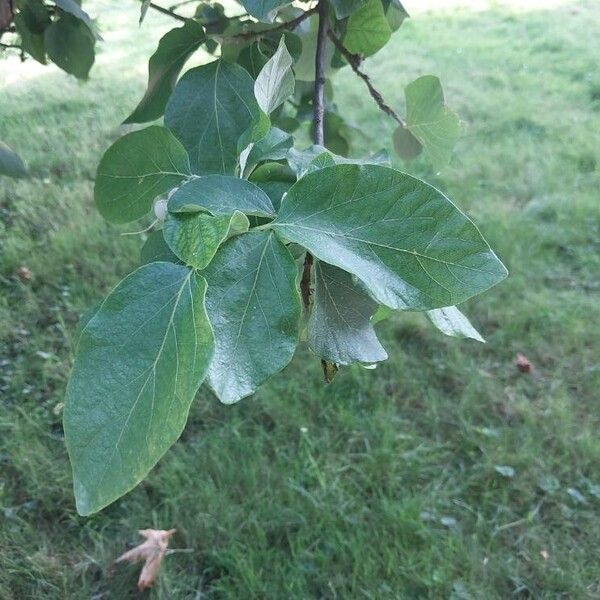 Styrax officinalis 叶