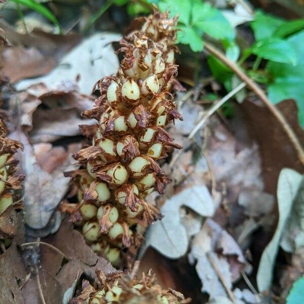 Conopholis americana Flower