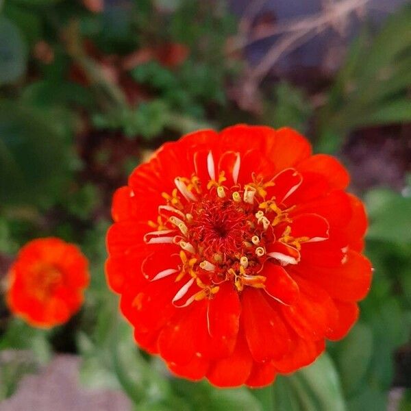 Zinnia haageana Cvet