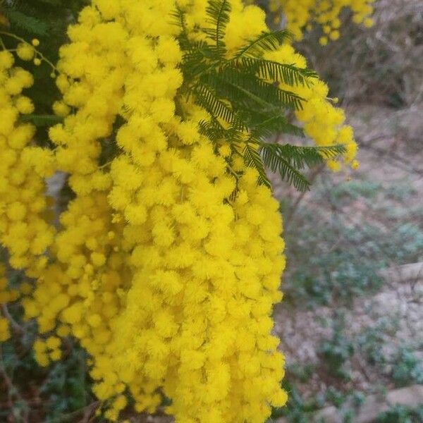 Acacia dealbata ফুল