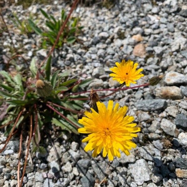 Leontodon crispus Blüte