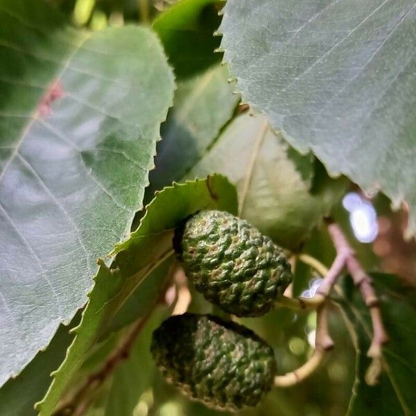 Alnus japonica Fruto