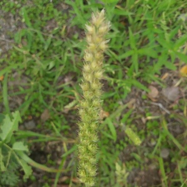 Cenchrus echinatus Flor