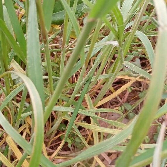 Anisantha sterilis Blad