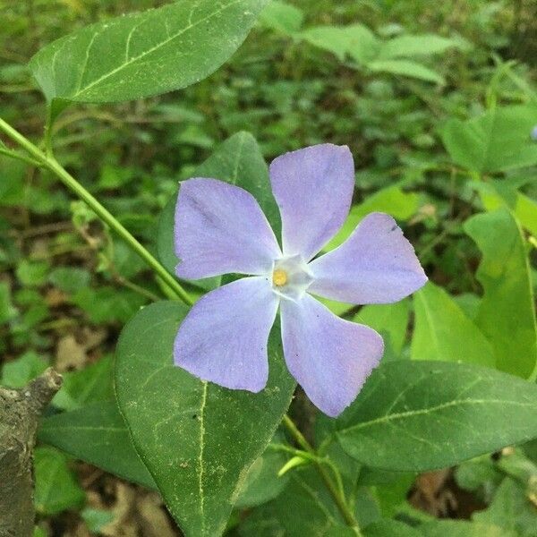 Vinca major 花