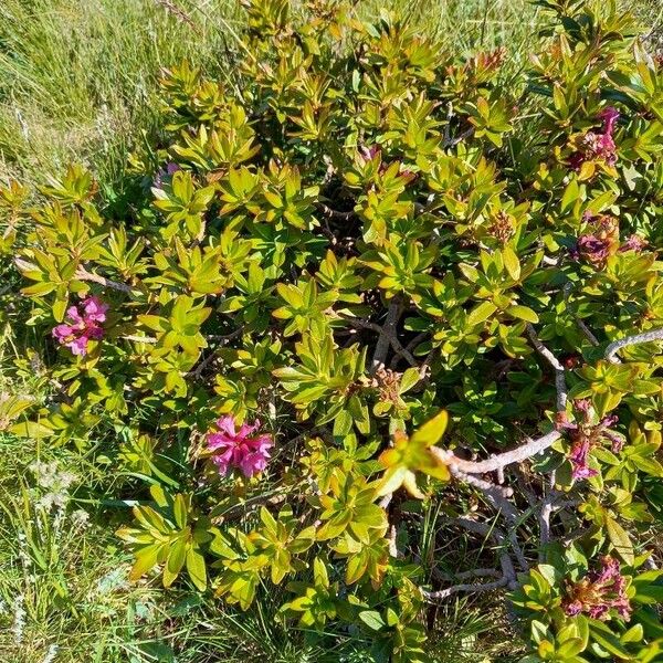 Rhododendron ferrugineum Habit