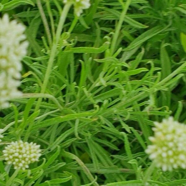 Helichrysum glumaceum Lapas