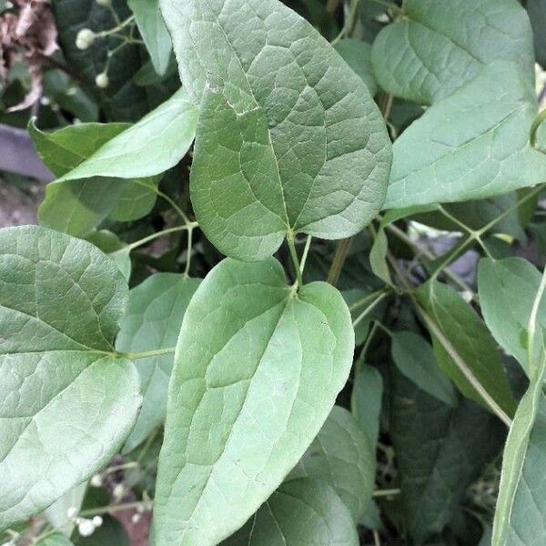 Clematis vitalba Fuelha