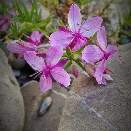 Epilobium dodonaei Fiore