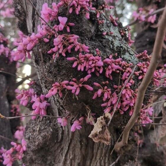 Cercis canadensis Ďalší