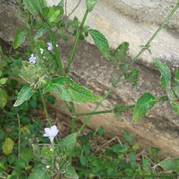 Blechum pyramidatum Fiore