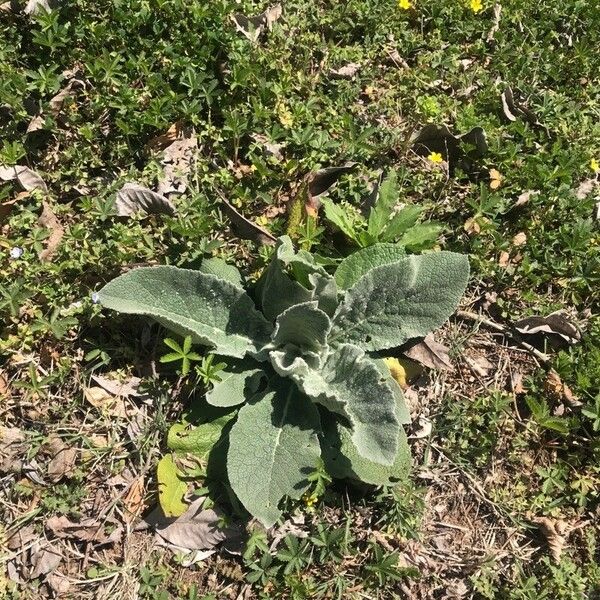 Verbascum boerhavii Leaf