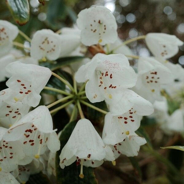 Rhododendron argyrophyllum Virág