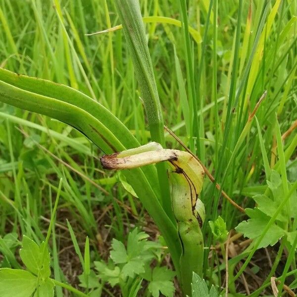 Anacamptis palustris Leaf