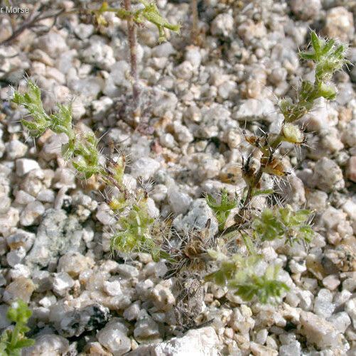 Pectocarya setosa Habit